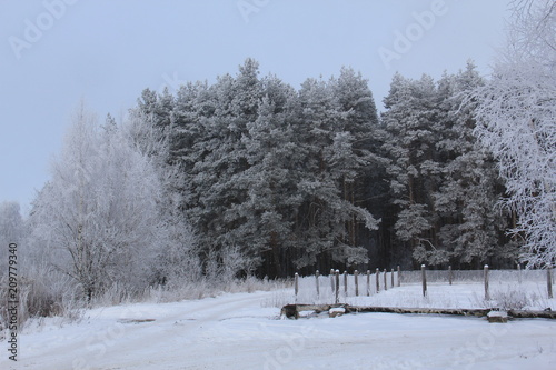 Winter forest. Russia. Siberia. Frost