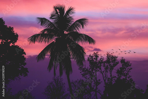 Tropical Caribbean Summer Purple Sunset with Palm Tree