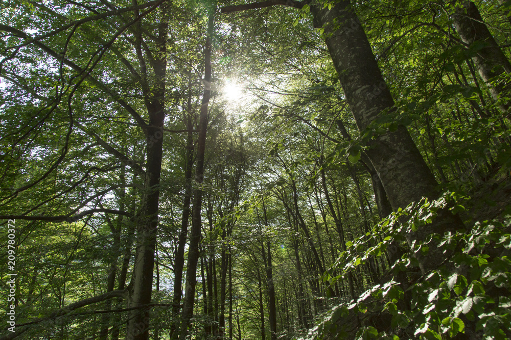Naklejka premium Luce oltre il tunnel Bosco