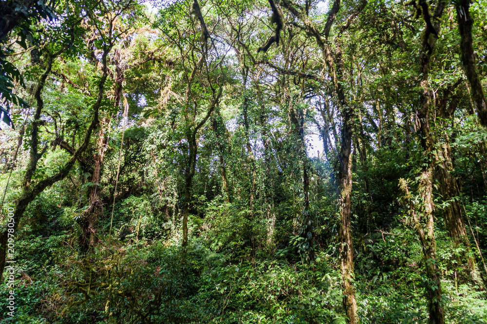 Cloud forest covering Maderas volcano on Ometepe island, Nicaragua Cloud forest covering Maderas volcano on Ometepe island, Nicaragua