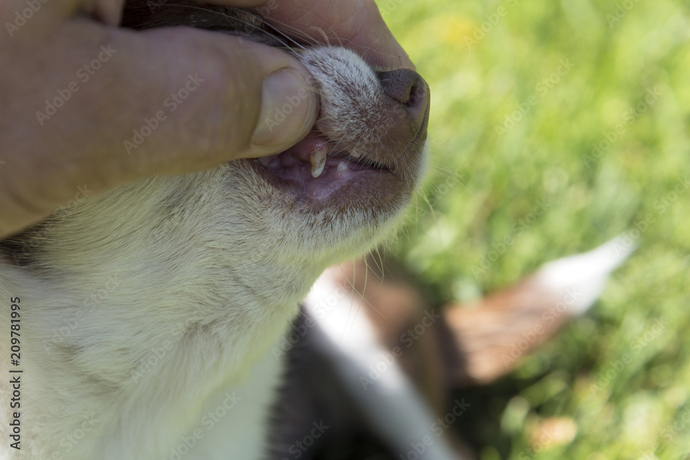 Dog teeth Survey of Chihuahua breed. Dental Stone formation.
