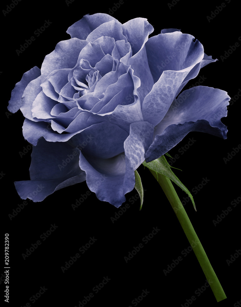 White-blue rose. Flower on the black isolated background with clipping path. Close-up. no shadows. Shot of blue flower. Nature. White-blue rose. Flower on the black isolated background with clipping path. Close-up. no shadows. Shot of blue flower. Nature.