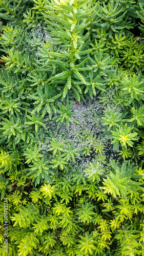 glowing rounded rain drops on star shape leaves