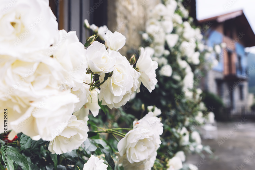 white bushy braided roses in garden on background of stone old house closeup on a sunny summer day, buds of delicate flowers for postcards, color bloom in garden, beautiful blossom in outdoor street