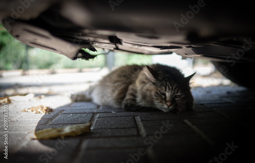 cat hiding in the shade under a car photo