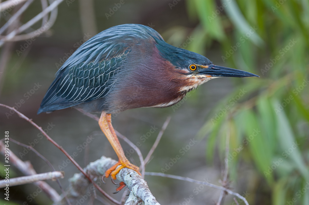 Fototapeta premium Green heron sitting on branch