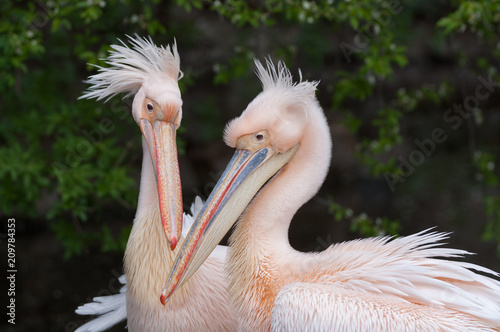 Great white pelicans headshot