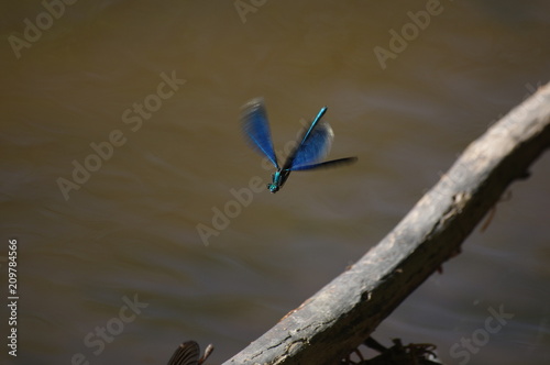 Dragonfly in the fly above a lake