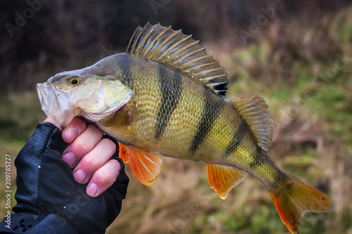 Fishing On Jig. Perch on the hook in the hand of angler above the water.