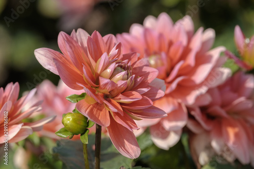 Fototapeta Naklejka Na Ścianę i Meble -  Dahlien (Dahlia)
