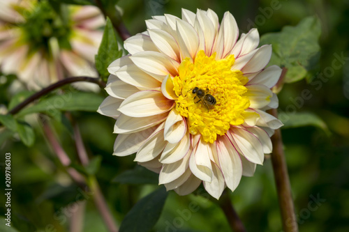 Fototapeta Naklejka Na Ścianę i Meble -  Anemonenblütige Dahlien (Dahlia), Sorte Freya`s Paso Doble