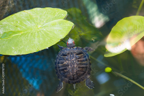 The turtle swims in the water. A red-bellied turtle swims among marsh leaves. A turtle swims in a pond among the leaves of water lilies. photo