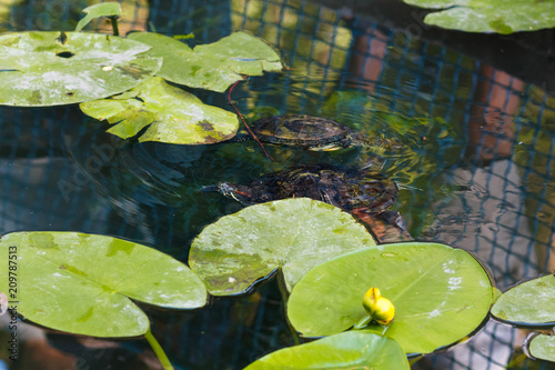 The turtle swims in the water. A red-bellied turtle swims among marsh leaves. A turtle swims in a pond among the leaves of water lilies. photo