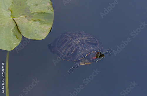 The turtle swims in the water. A red-bellied turtle swims among marsh leaves. A turtle swims in a pond among the leaves of water lilies. photo