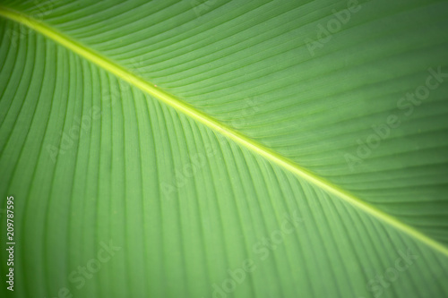 Close up of green leaf flora background