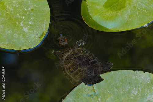 The turtle swims in the water. A red-bellied turtle swims among marsh leaves. A turtle swims in a pond among the leaves of water lilies. photo