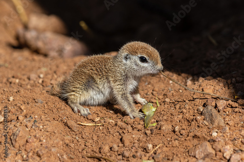 фотографія Young Round-tailed ground squirrel (xerospemuphilus tereticaudus), sitting still, alert for possible danger, in Arizona's Sonoran desert