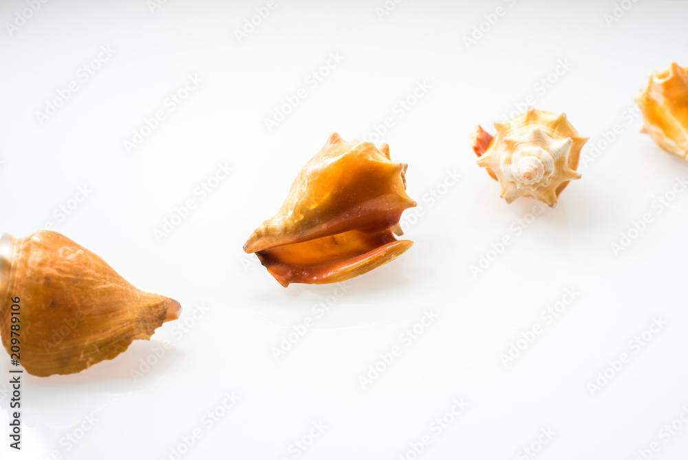Group of seashells in studio with white background Group of seashells in studio with white background