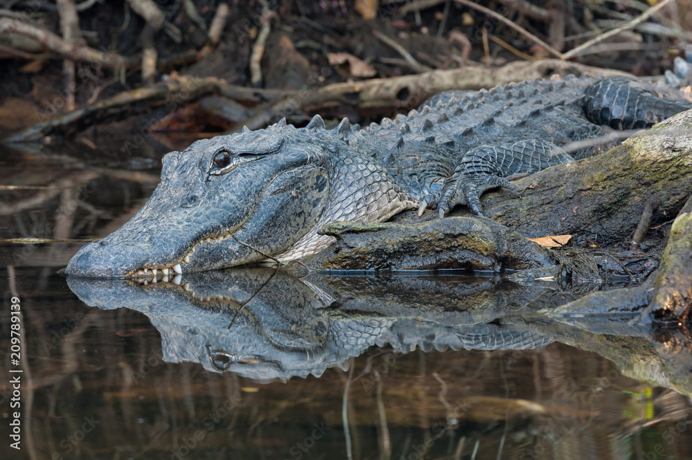Obraz premium Resting American Alligator