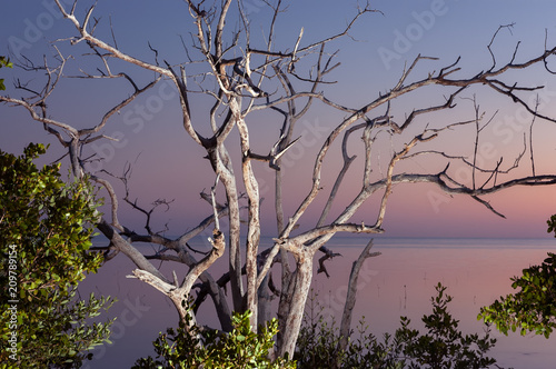 Dead coastal mangrove tree at dawn