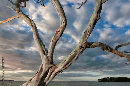 dead tree in front of scenic clouds at florida coastline