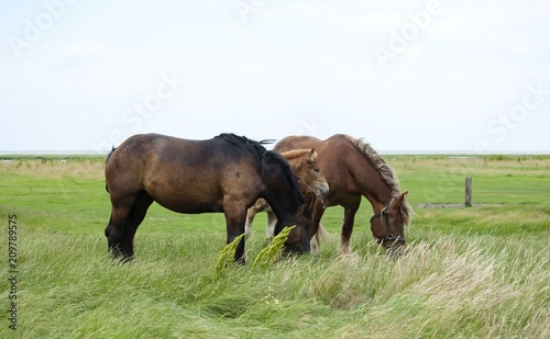  Horses in the field  © Inna