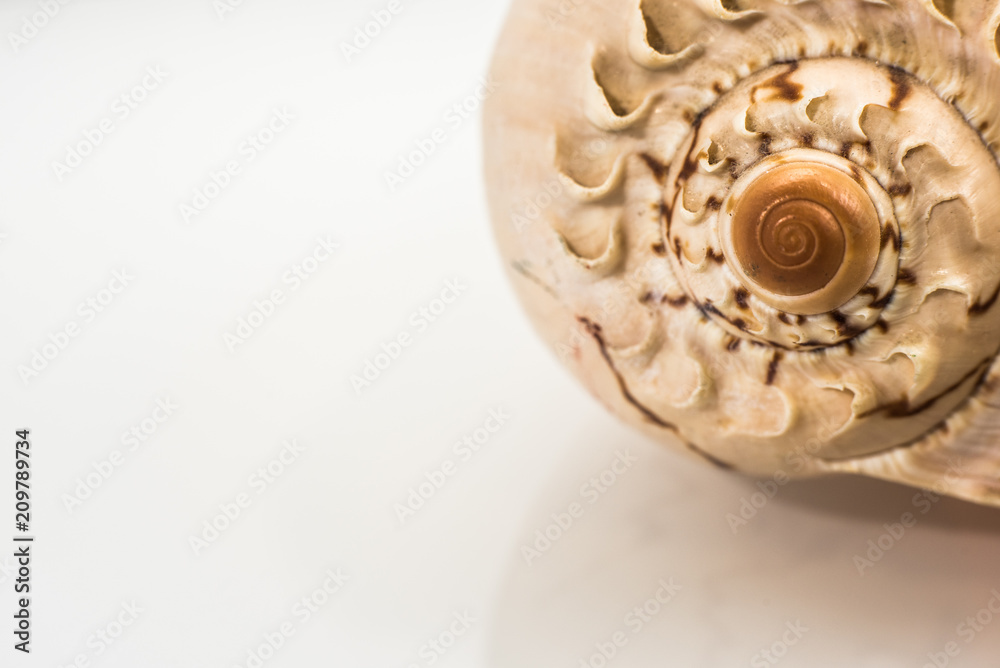Large seashell studio with white background Large seashell studio with white background