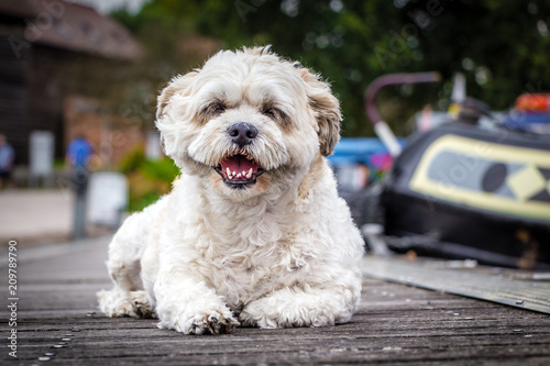 Happy Dog Relaxing