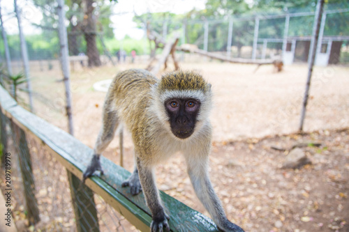 Monkey on a fence