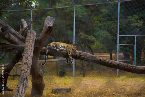Sleeping Cheetah