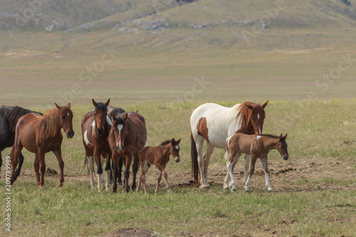 Wild Horse Herd in utah