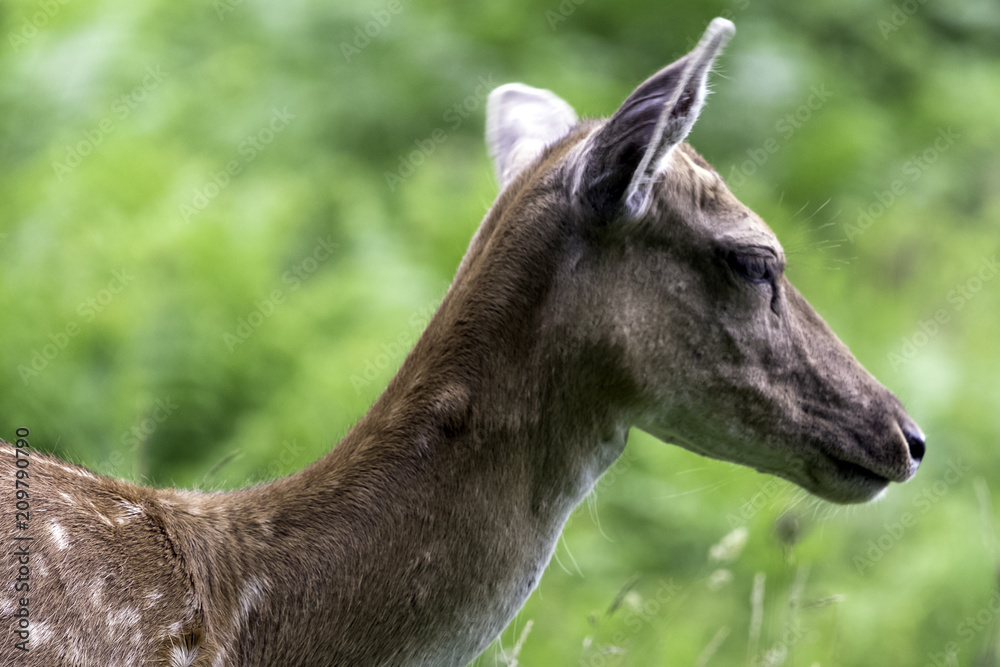 Obraz premium Wild female deer in London, United Kingdom