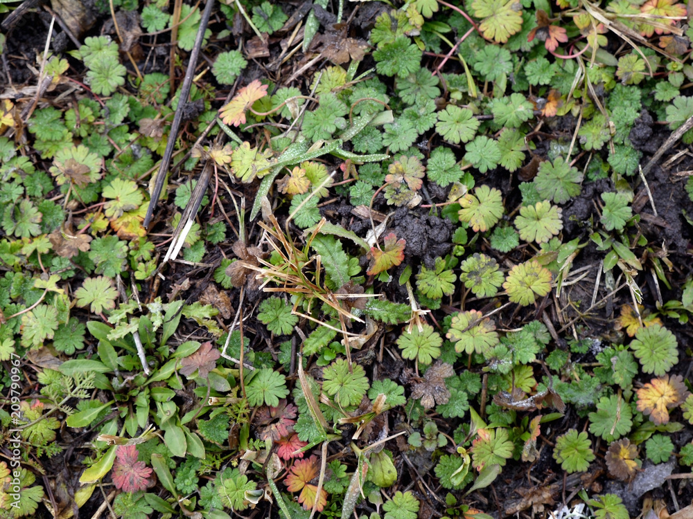 carpet of leaves carpet of leaves