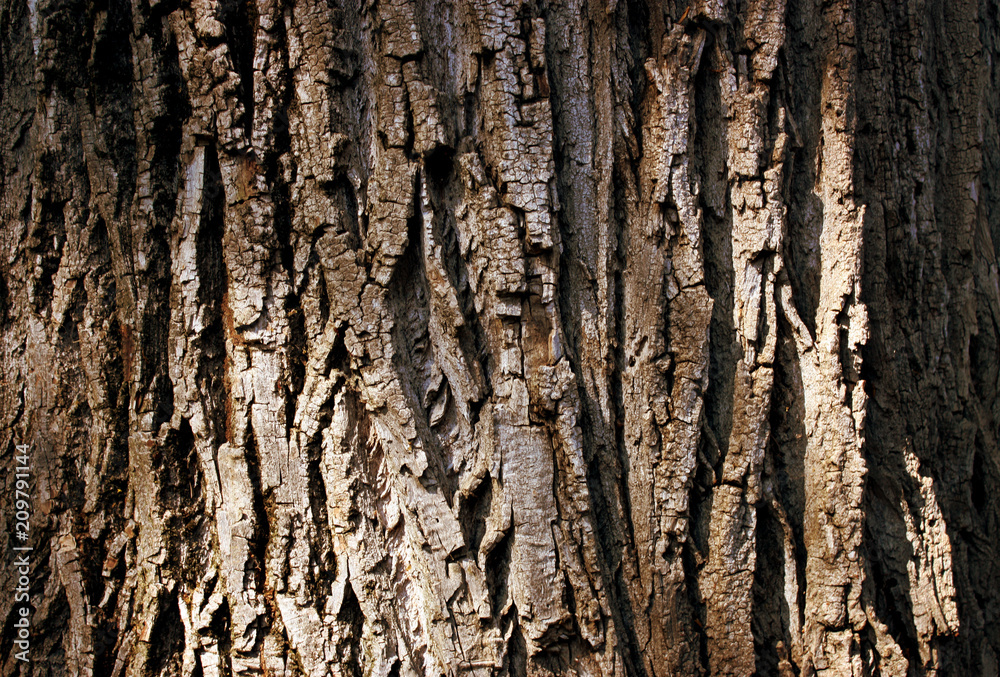 Obraz premium tree texture
