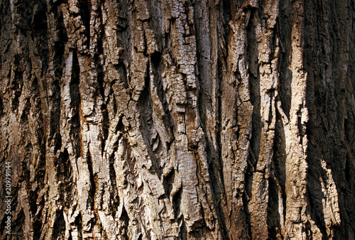 tree texture
