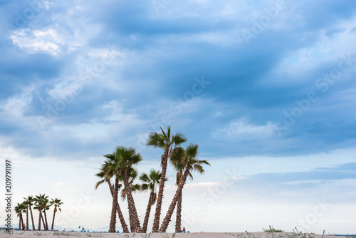 Fototapeta Naklejka Na Ścianę i Meble -  Palm trees on a beach to give shade