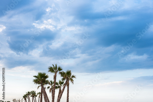 Palm trees on a beach to give shade