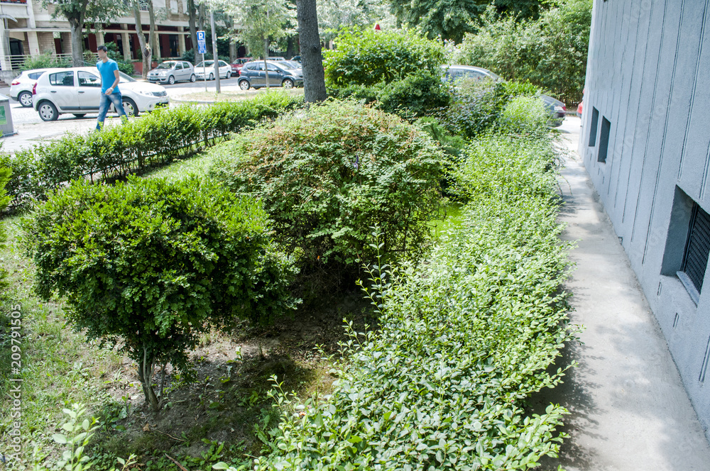 Evergreen trees in the garden