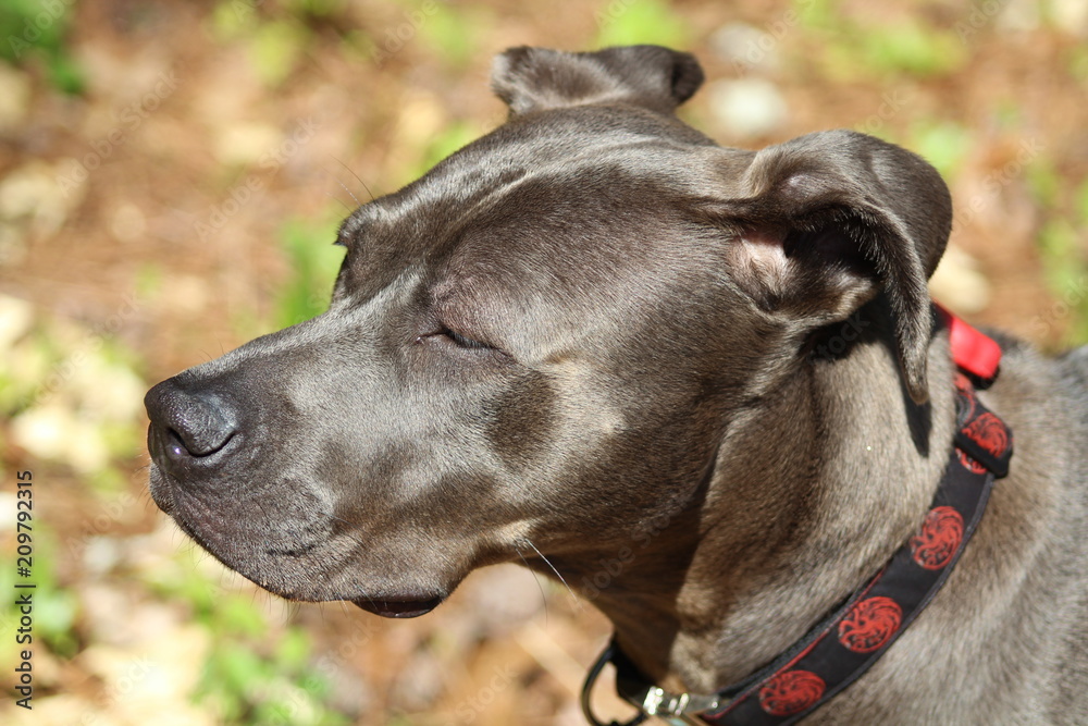 Up-close portrait of a dog