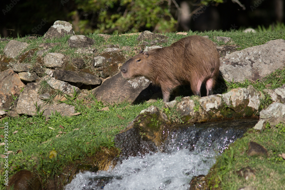 Capybara (biggest rodent in the world) next to a small waterfall Capybara (biggest rodent in the world) next to a small waterfall