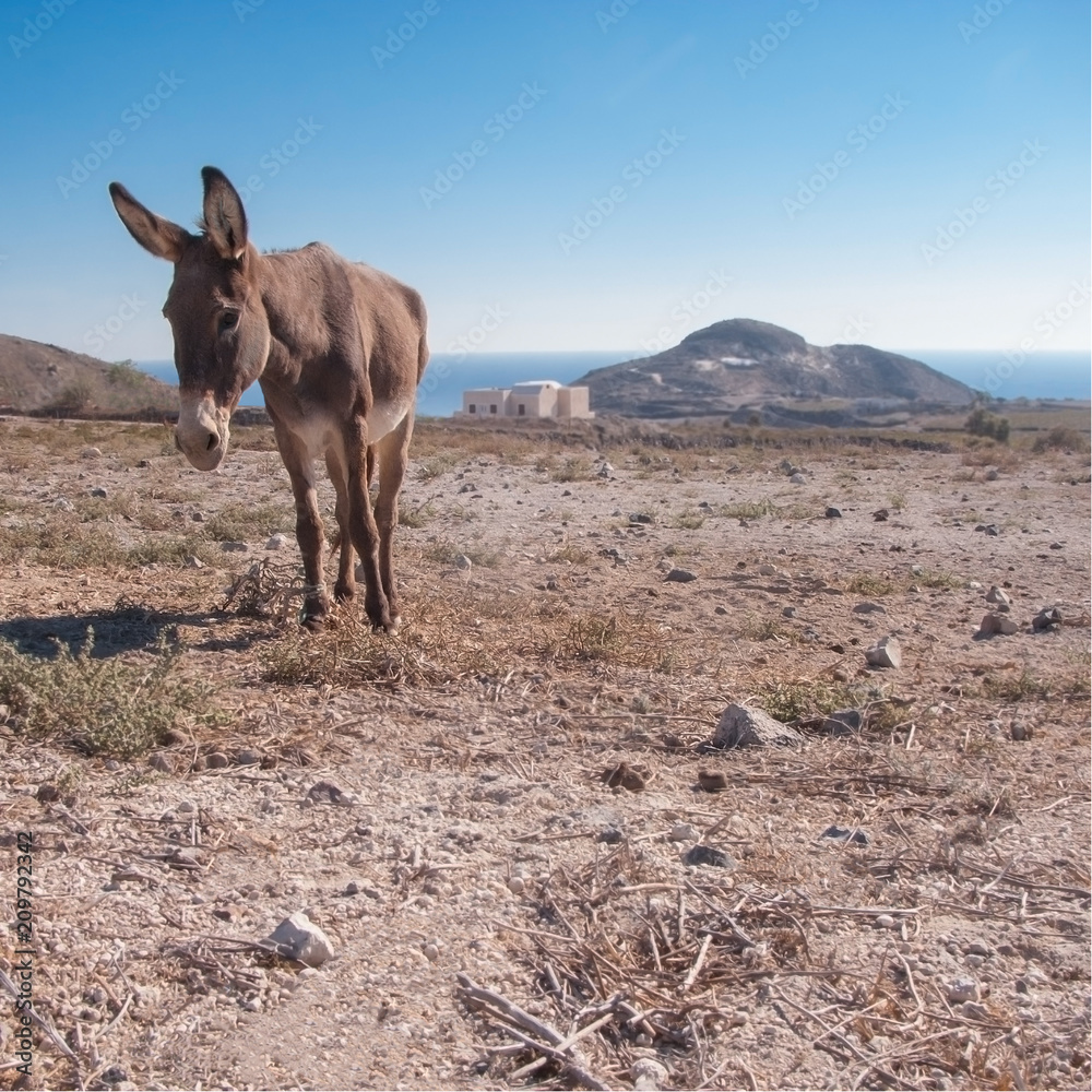 Melancholy donkey. Donkey standing in the desert The Portrait. The best photo of donkey in the world Clear sky background Melancholy donkey. Donkey standing in the desert The Portrait. The best photo of donkey in the world Clear sky background
