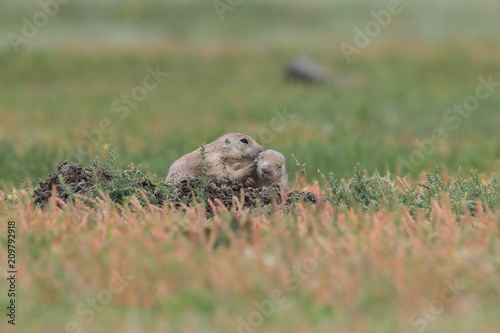 Black Tailed Prairie Dog, First Peoples Buffalo Jump State Park Montana photo