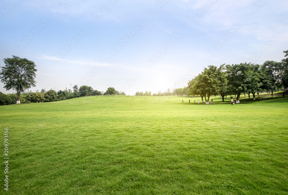 Green lawn in urban public park