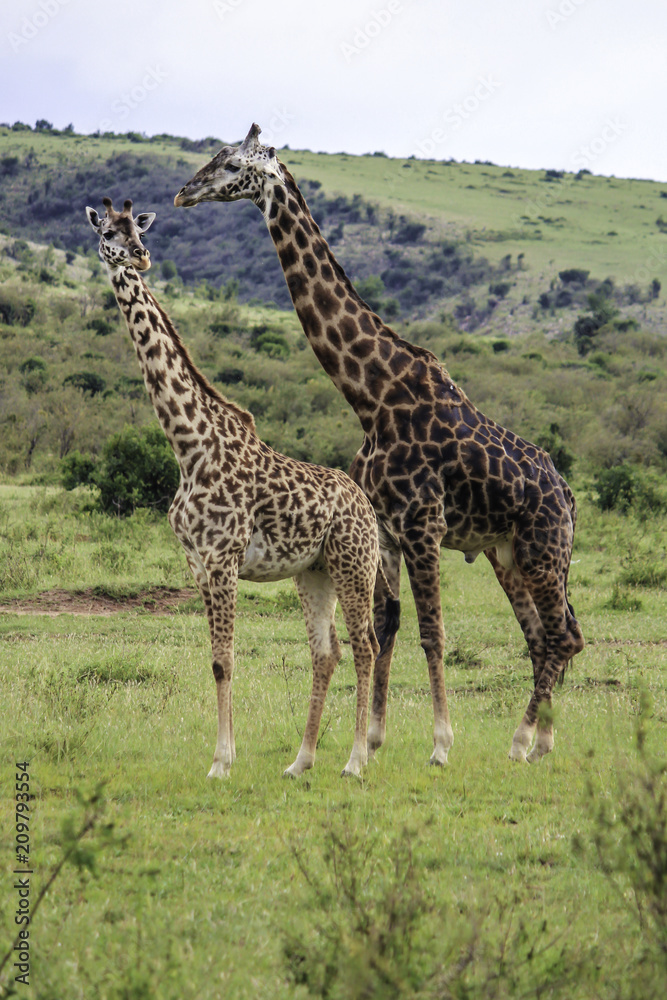 Obraz premium Large Male Giraffe and a Small Female Giraffe Standing Together in the Masai Mara National Reserve in Kenya