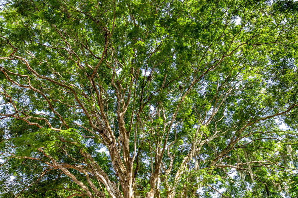 Canape of a tree with great detail Canape of a tree with great detail