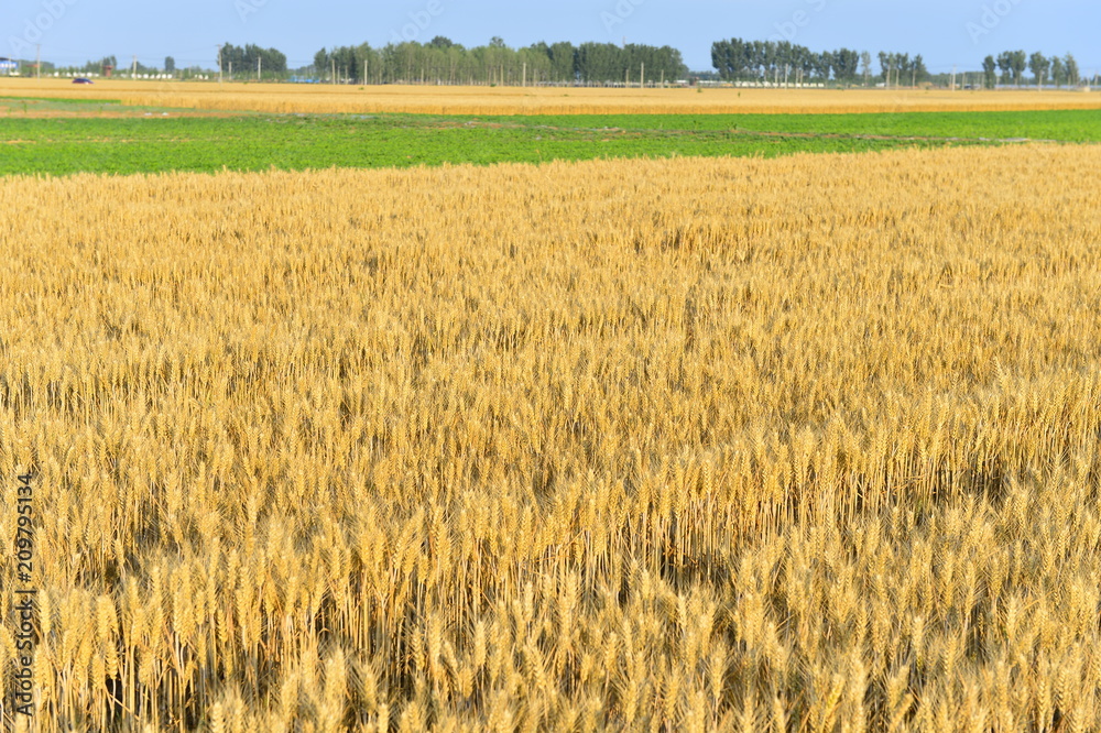 Wheat in the field
