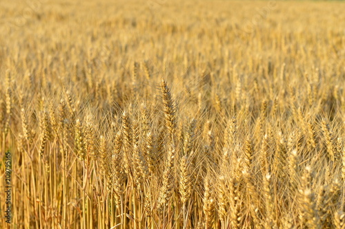 Wheat in the field