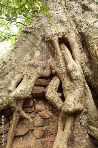 Arbre sur des ruines