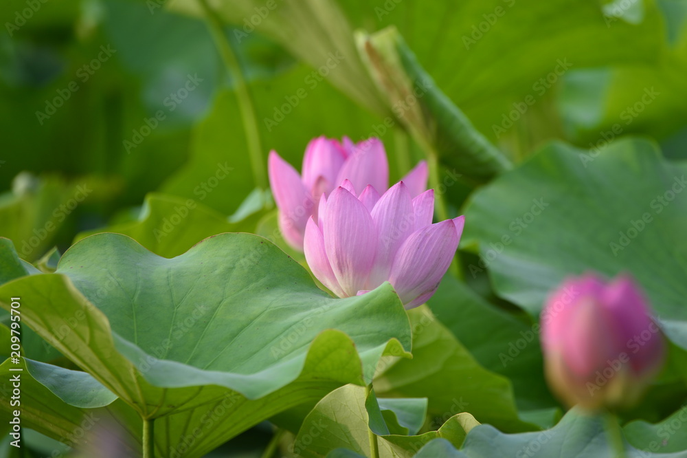 Blooming lotus flowers in the park Blooming lotus flowers in the park