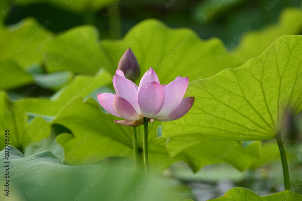 Blooming lotus flowers in the park